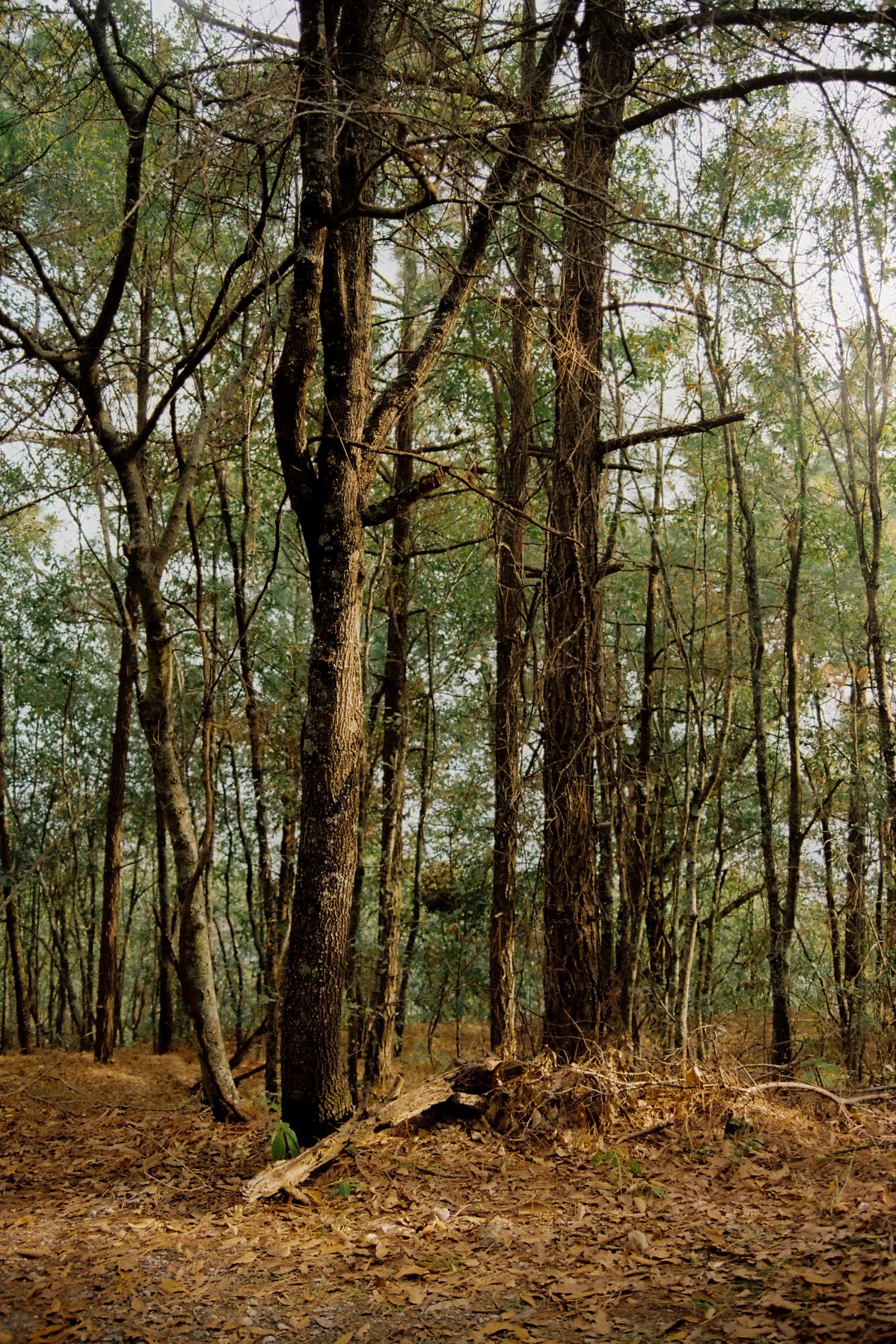 Hypnos Spoke to Me About You