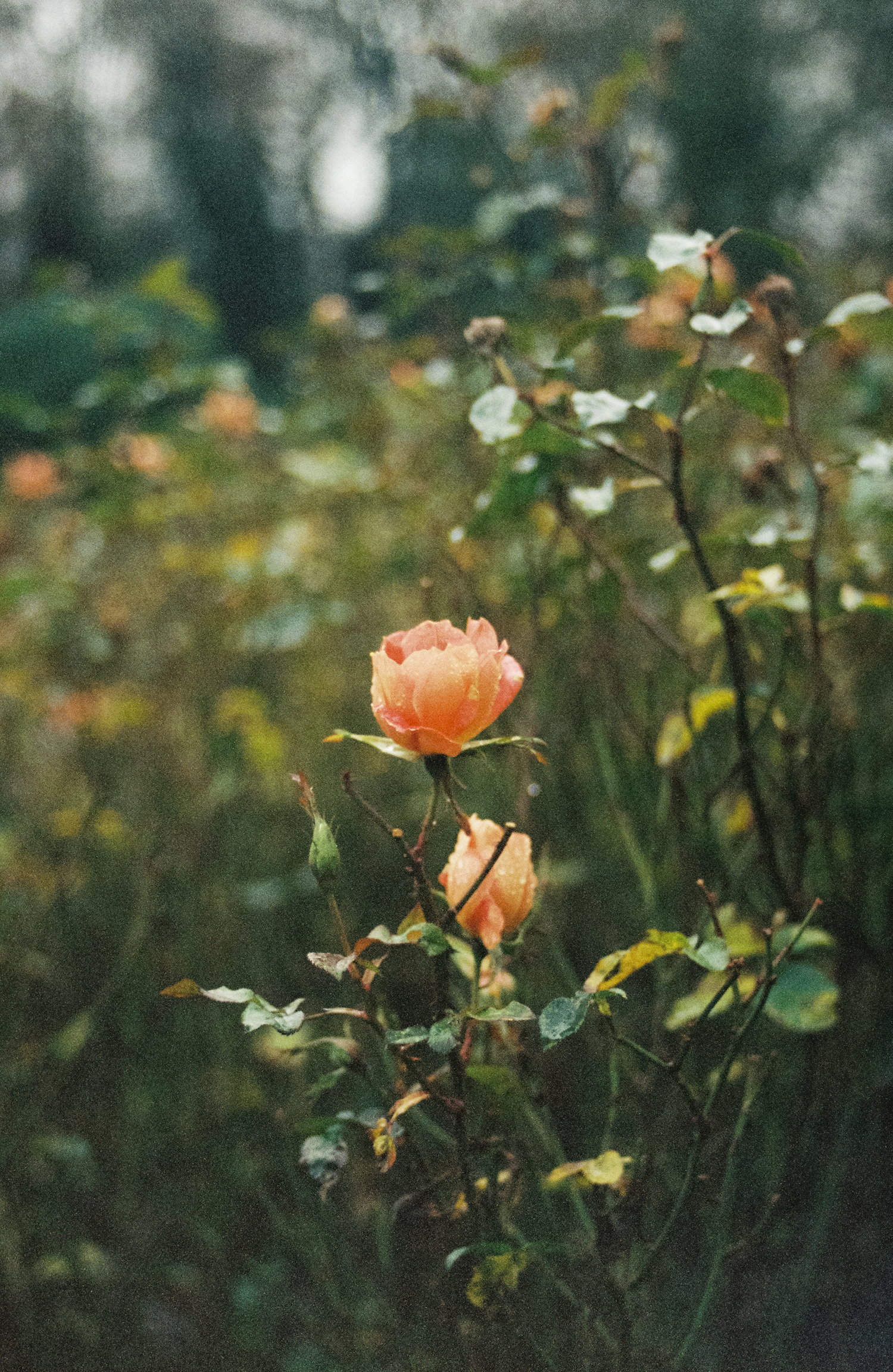 Las inquietudes