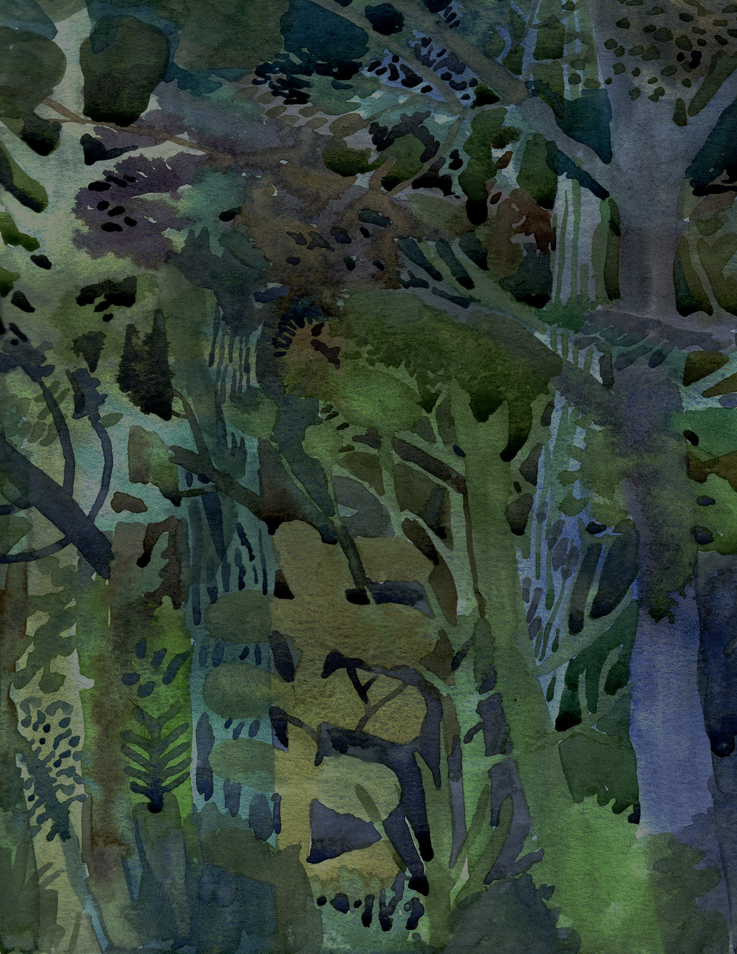 Plantas de sombra
