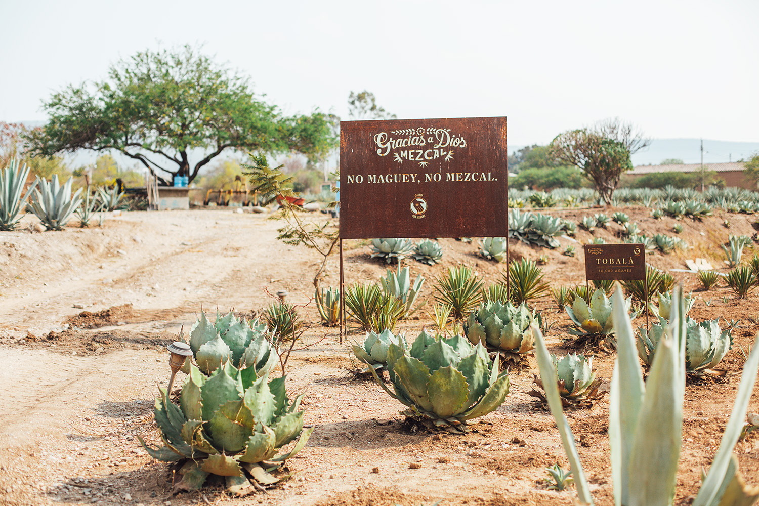 Gracias a Dios Mezcal